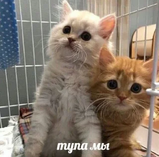 🤗 emoji КОтИки Telegram sticker 15 of 49