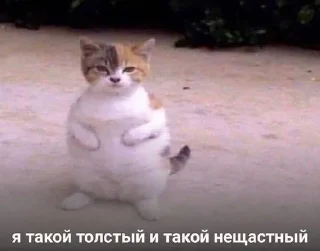 😭 emoji КОтИки Telegram sticker 6 of 49