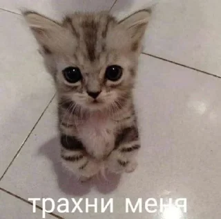 🥺 emoji КОтИки Telegram sticker 5 of 49