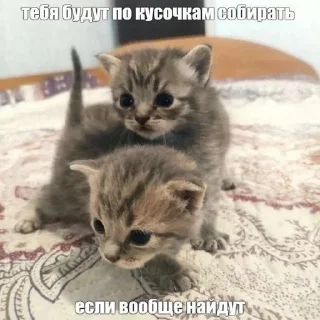 😘 emoji КОтИки Telegram sticker 18 of 49