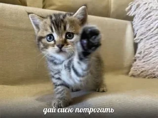 🥺 emoji КОтИки Telegram sticker 13 of 49