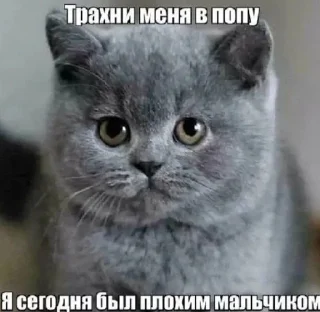 😊 emoji КОтИки Telegram sticker 7 of 49