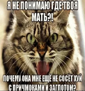 😠 emoji КОтИки Telegram sticker 10 of 49