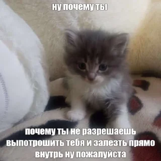 😭 emoji КОтИки Telegram sticker 17 of 49