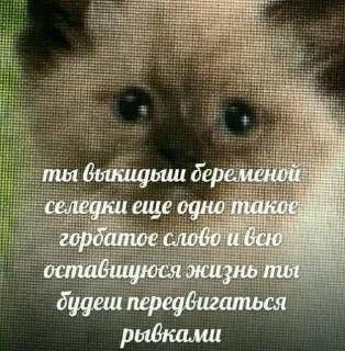 😘 emoji КОтИки Telegram sticker 16 of 49