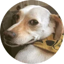 🐶 emoji Doggy Style Telegram sticker 7 of 35