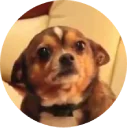 🐶 emoji Doggy Style Telegram sticker 8 of 35