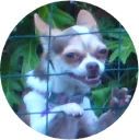 🐶 emoji Doggy Style Telegram sticker 15 of 35