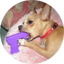 🐶 emoji Doggy Style Telegram sticker 22 of 35
