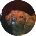 Sticker from Doggy Style