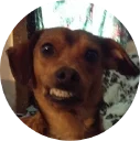 🐶 emoji Doggy Style Telegram sticker 17 of 35