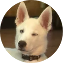 🐶 emoji Doggy Style Telegram sticker 23 of 35