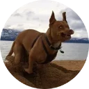 🐶 emoji Doggy Style Telegram sticker 19 of 35