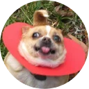 🐶 emoji Doggy Style Telegram sticker 5 of 35