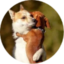 🐶 emoji Doggy Style Telegram sticker 20 of 35