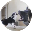 🐶 emoji Doggy Style Telegram sticker 24 of 35