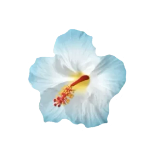 🌸 emoji 🍵𝒔𝒖𝒎𝒎𝒆𝒓 🌴  𝒕𝒐𝒄𝒂 𝒆𝒓𝒊𝒄𝒂 Telegram sticker 24 of 43