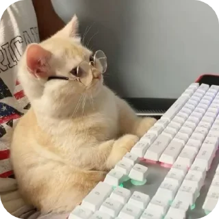 Sticker from kitties