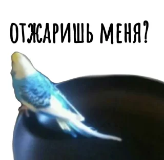 😂 emoji Соси хуй @Ctikerubot Telegram sticker 9 of 53