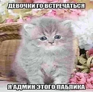 🌟 emoji котики Telegram sticker 18 of 49