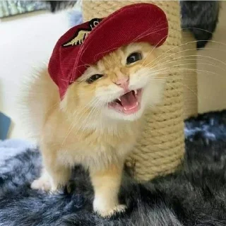 🌟 emoji котики Telegram sticker 9 of 49