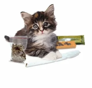 🌟 emoji котики Telegram sticker 23 of 49