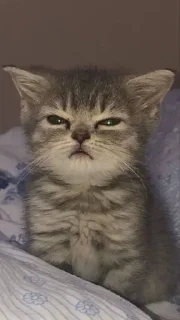 Sticker from Котявки
