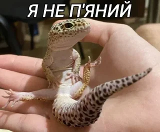 Sticker from Стікери від Софи