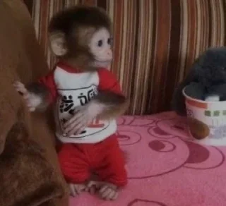 Sticker from Monkey
