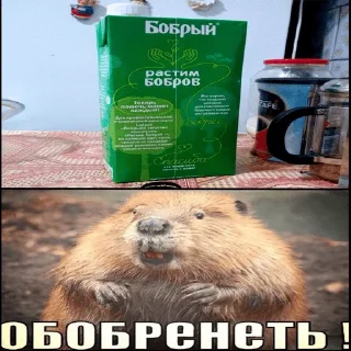 Sticker from бобры для бобрихи