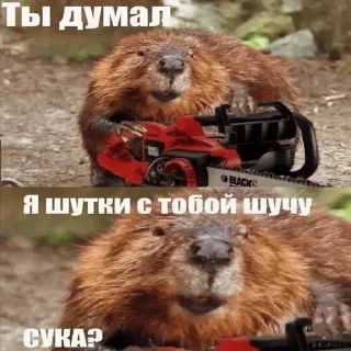 Sticker from бобры для бобрихи