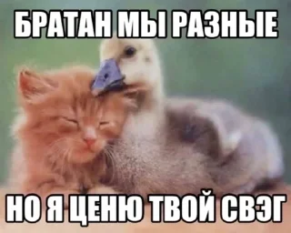 💋 emoji ig bezizyanov Telegram sticker 17 of 48