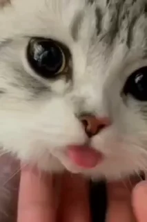 🐈 emoji Video Favorite stickers Telegram sticker 4 of 50