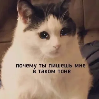 🫢 emoji Смешные стикеры Сони 1/2 Telegram sticker 16 of 120