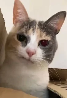 🤨 emoji Смешные стикеры Сони 1/2 Telegram sticker 24 of 120