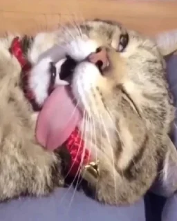 😋 emoji Смешные стикеры Сони 1/2 Telegram sticker 8 of 120