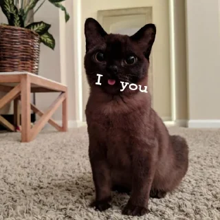 😍 emoji why are you gay Telegram sticker 24 of 118
