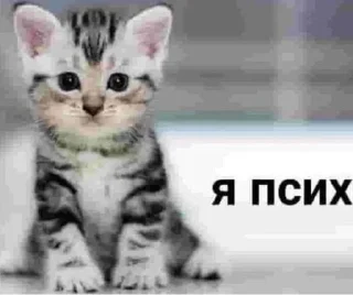 Sticker from ментально (не)здоров by @bejker