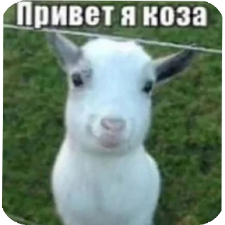 🐄 emoji мрази✌️😂@Nemkaawbdz Telegram sticker 23 of 68