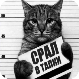 🐱 emoji Всех в рот ебал его имя Тимон Telegram sticker 21 of 78