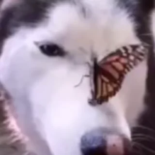 😜 emoji Всех в рот ебал его имя Тимон Telegram sticker 19 of 78