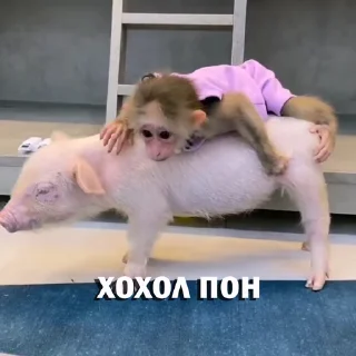 🐖 emoji Больше стикеров 👉🏻 @stickertg4 Telegram sticker 7 of 46