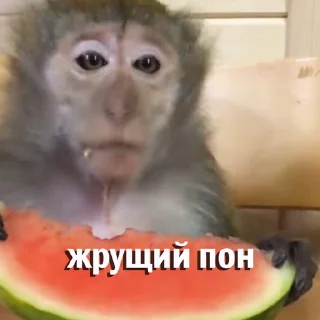 🍉 emoji Больше стикеров 👉🏻 @stickertg4 Telegram sticker 14 of 46