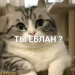 Sticker from Больше котиков тут➡️ @kyni_lover2004