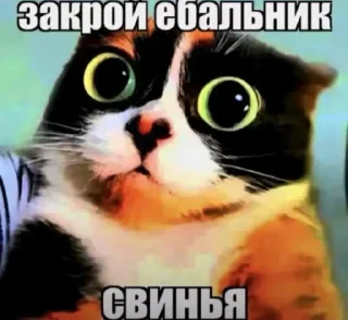 🤩 emoji БОЛЬШЕ ⇨ @CLOOBHUB КУКИ МЕМЫ СТИКЕРЫ ДЖАРВИС Telegram sticker 6 of 120