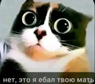 Sticker from БОЛЬШЕ ⇨ @CLOOBHUB КУКИ МЕМЫ СТИКЕРЫ ДЖАРВИС