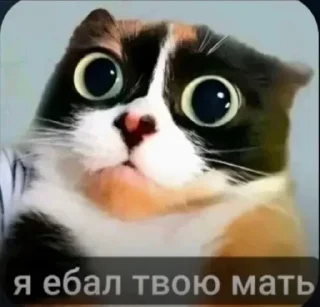 Sticker from БОЛЬШЕ ⇨ @CLOOBHUB КУКИ МЕМЫ СТИКЕРЫ ДЖАРВИС