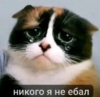 🤩 emoji БОЛЬШЕ ⇨ @CLOOBHUB КУКИ МЕМЫ СТИКЕРЫ ДЖАРВИС Telegram sticker 7 of 120
