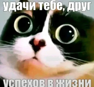 Sticker from БОЛЬШЕ ⇨ @CLOOBHUB КУКИ МЕМЫ СТИКЕРЫ ДЖАРВИС