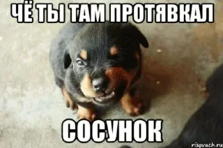 🤩 emoji чё ты там тявкнул, сосунок @TgEmodziBot Telegram sticker 8 of 30
